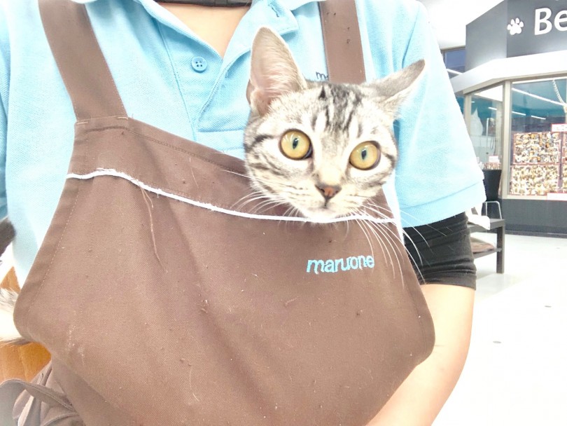 全然痛くない甘噛みと爪の無い猫パンチ | アメリカンショートヘア （014274） - 東日暮里店