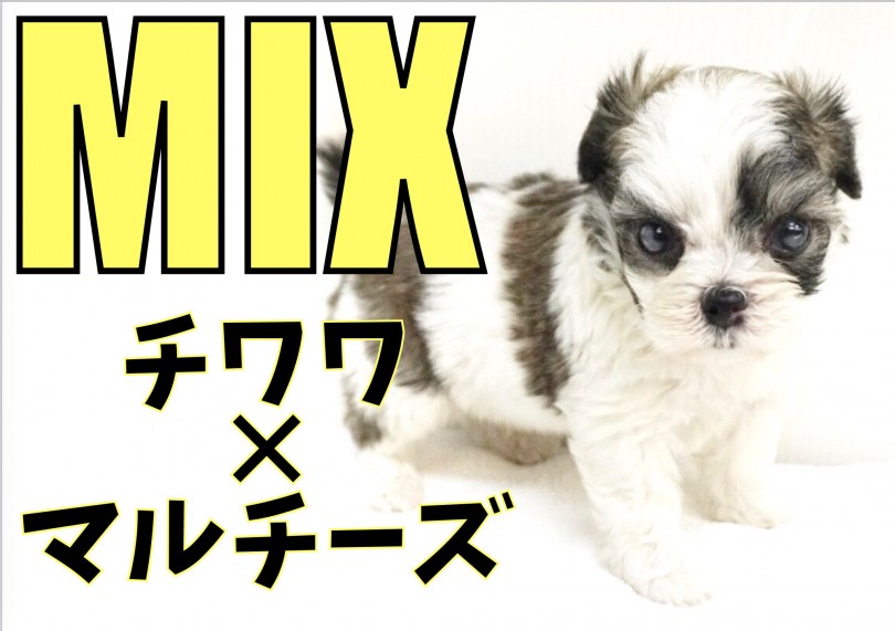 【 MIX 】ヨチヨチ歩きが可愛すぎる！オリジナル溢れる毛色はMIXならでは！