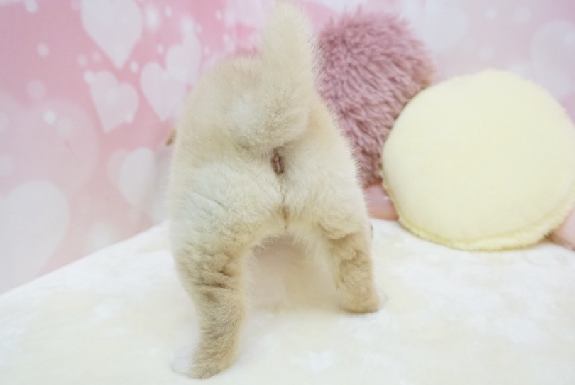 世界一可愛いお尻と尻尾 | 柴犬 （6130854） - 大倉山店