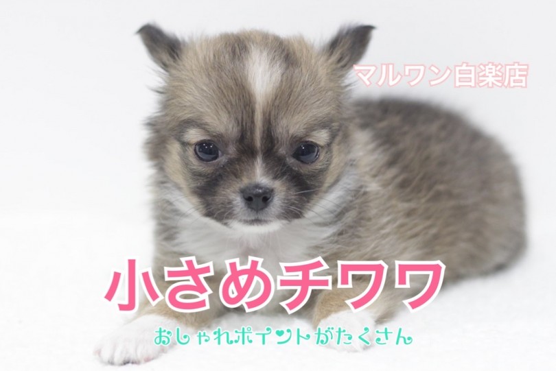 【 小さめ チワワ 】レアカラー！おしゃれポイントがたくさんの女の子が登場！