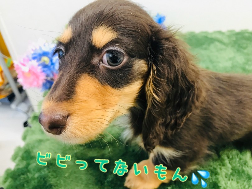 ビビりだけど何事にも興味津々！ | ミニチュア・ダックスフント （150035） - 東川口店