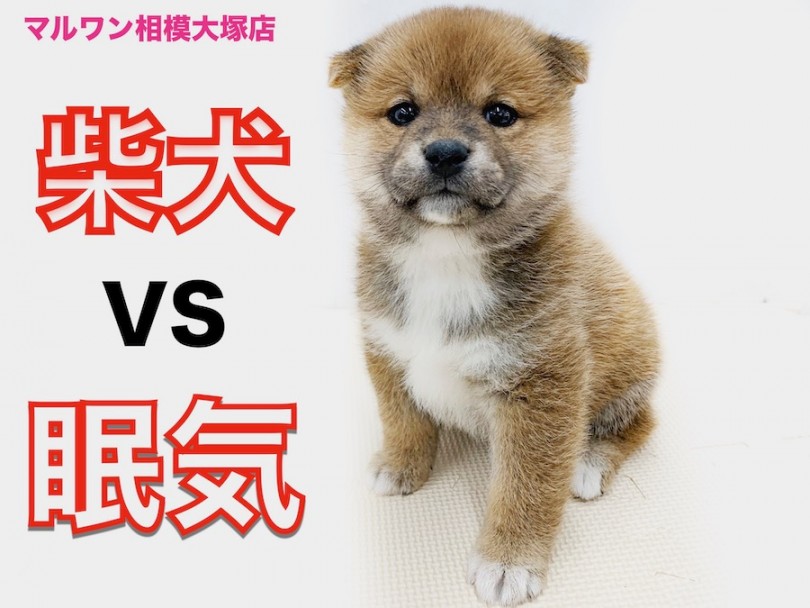 【 柴犬 】どすこい！まん丸体型のクマ系柴！頑張りたいけど眠気には勝てない？