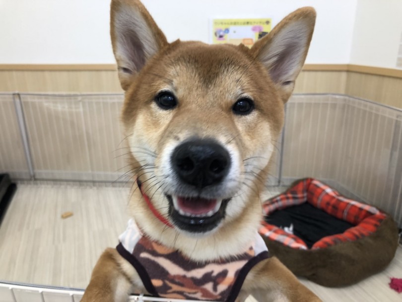 ゲージからお顔をひょいと出してアピール♪ | 柴犬 （713639） - 鶴見店