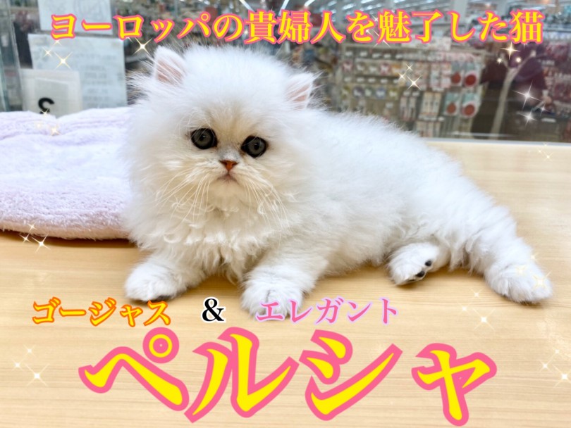 【 ペルシャ 】猫界の貴族！美しさと気品の猫