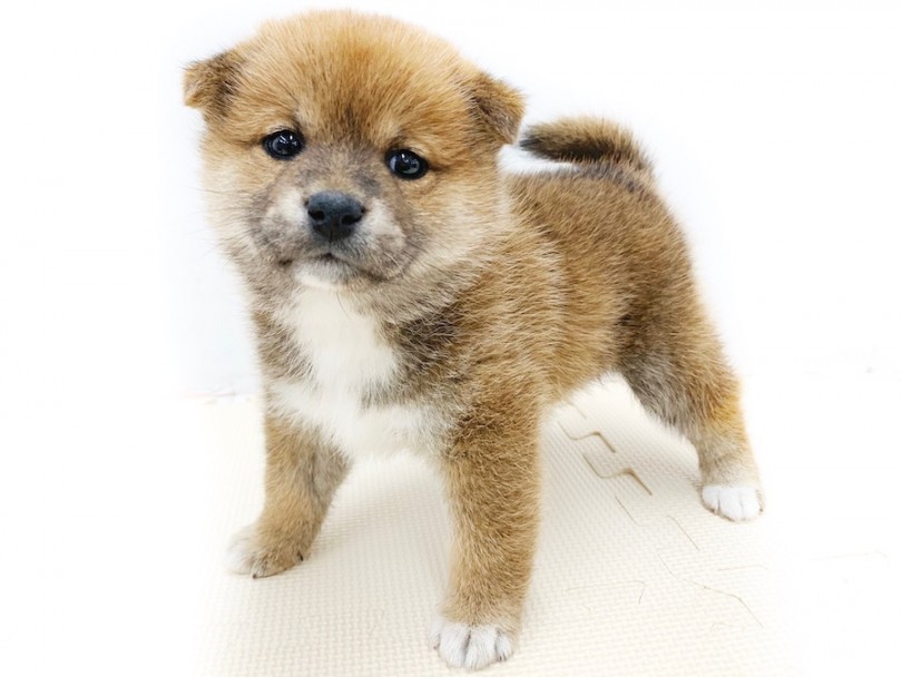 コロッコロのムチムチボディ！クマ系の女の子 | 柴犬 （814572） - 相模大塚店