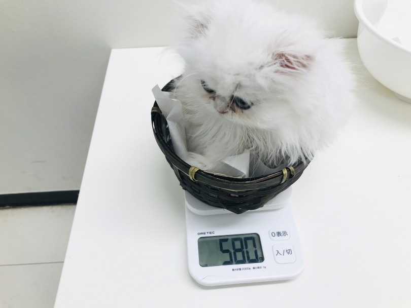 生後二か月の体重は580g 平均よりも200g以上も小さい | ペルシャ （150038） - 東川口店