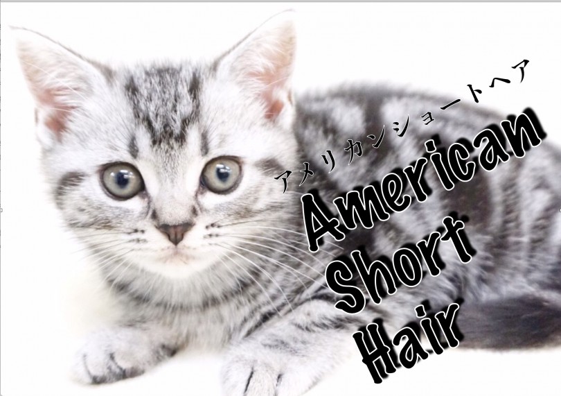 【 アメリカンショートヘア 】アメショ好きスタッフべた惚れの美形甘ったれちゃん！