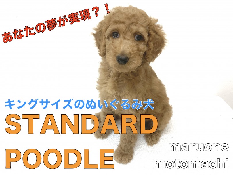 【 スタンダードプードル 】絶大な安心感！キングサイズのぬいぐるみ犬登場！
