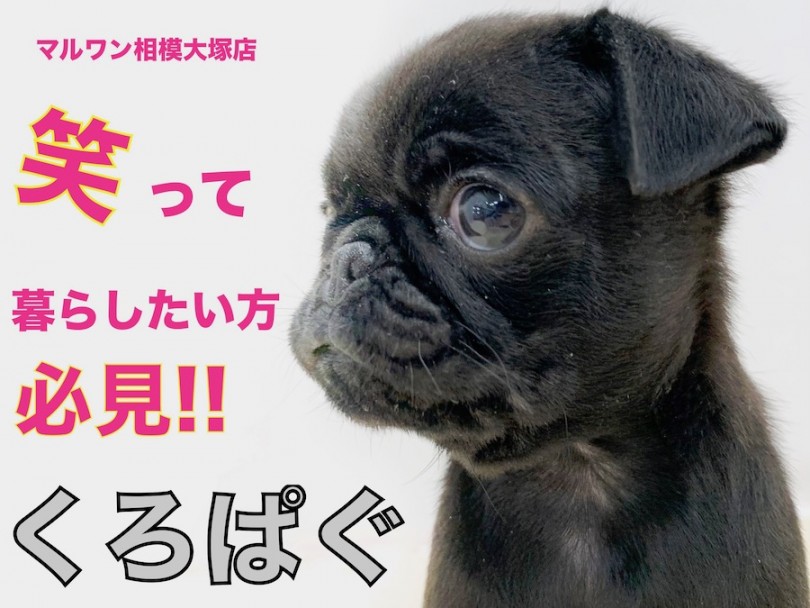 【 黒パグ 】タピオカじゃないよ！思わず笑ってしまう表情豊かなコメディアン！