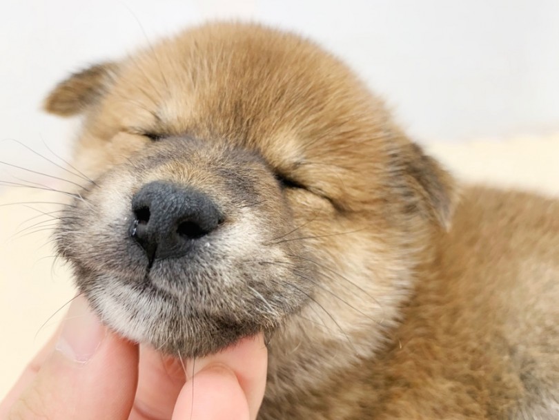 つい、添い寝したくなっちゃう | 柴犬 （814572） - 相模大塚店