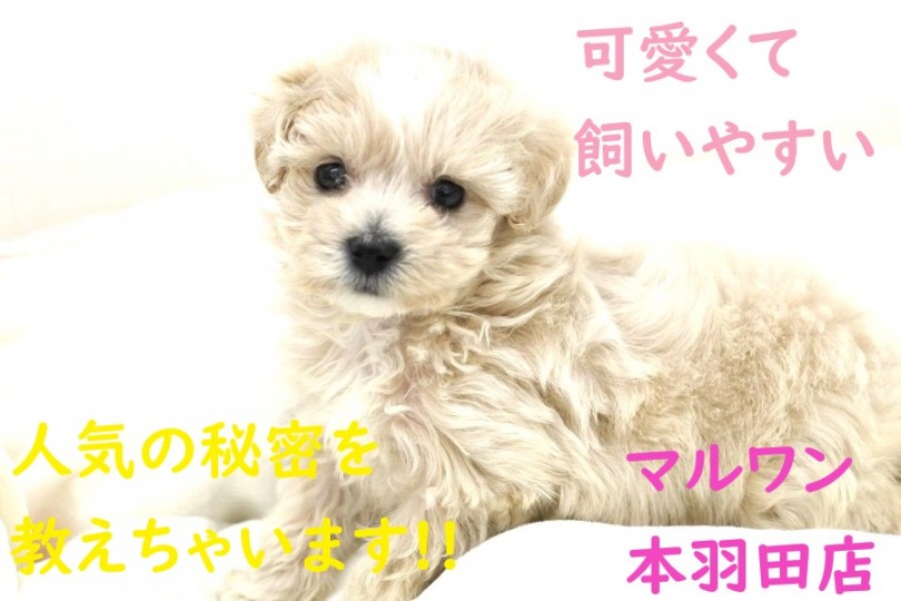 【 マルプー 】可愛くて飼いやすいと人気の秘密をご案内しちゃいます！