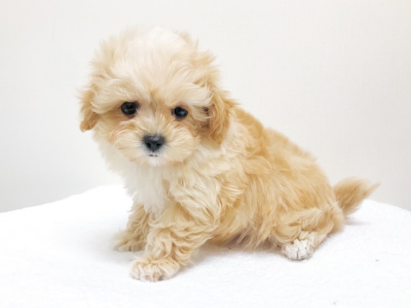 一度この子に会いに来てあげてください。 | MIX犬 （119191） - 梅島店