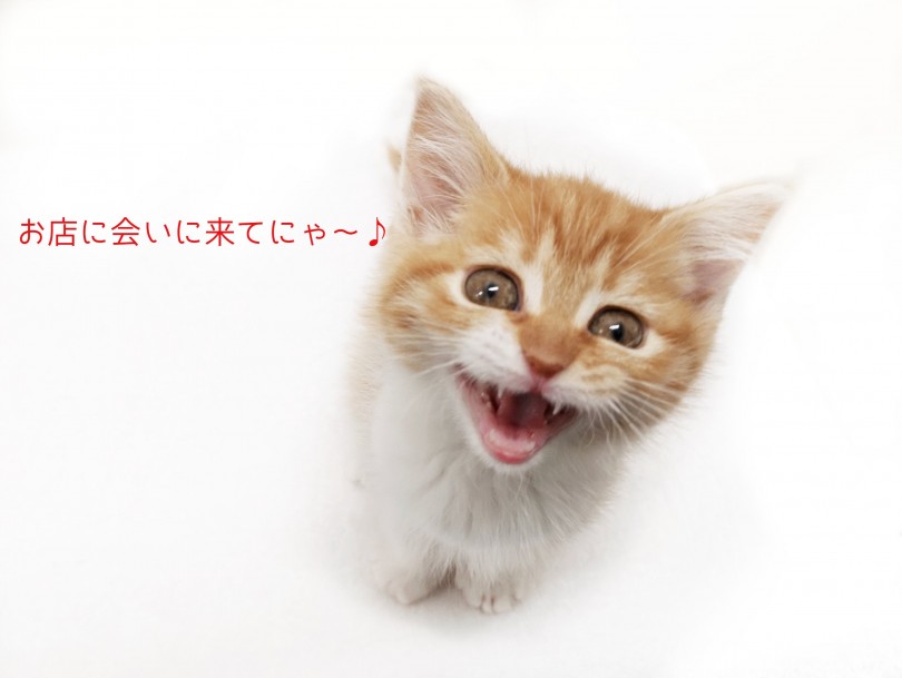抱っこしたらアナタも虜になってしまいますよ！ | マンチカン （119192） - 梅島店