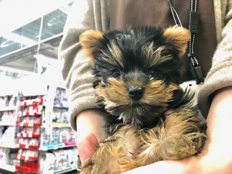 ヨーキーちゃんに会いに梅島店に来てください！ | ヨークシャーテリア （119189） - 梅島店