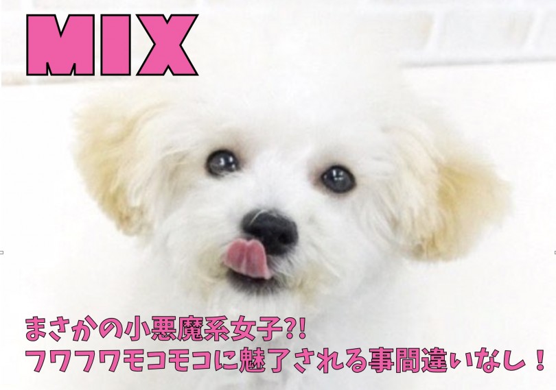 【 MIX 】まさかの小悪魔系女！？フワフワモコモコに魅了される事間違いなし！