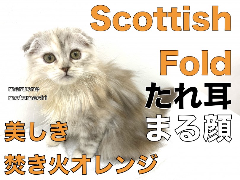 【 スコティッシュフォールド 】たれ耳！丸顔！美しき焚き火オレンジキャット登場！