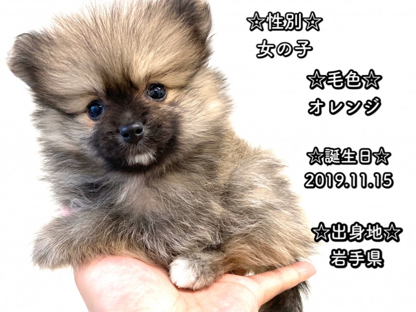 ポメちゃんのパーソナルデータ | ポメラニアン （150040） - 東川口店