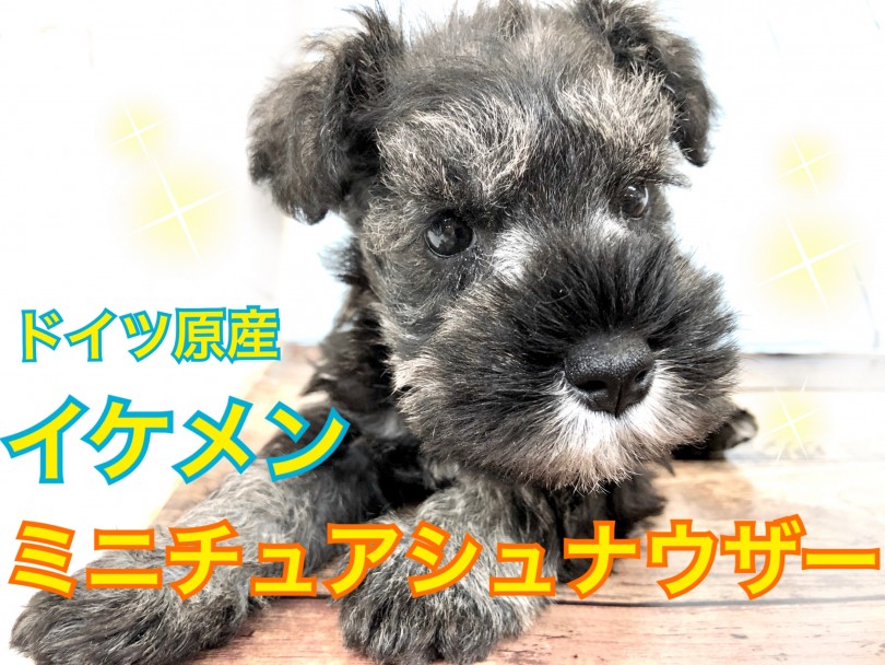 【 ミニチュアシュナウザー 】頑張り屋さんでスタイル抜群パーフェクトワンコくん!