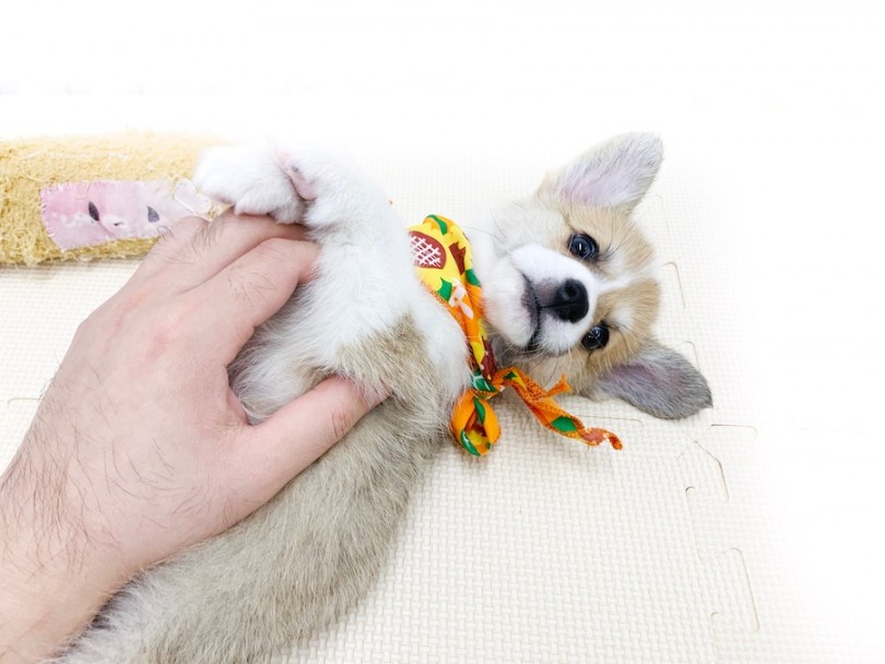 コーギーちゃんの飼い主様にお願いしたい ヘソ天 | ウェルシュコーギーペンブローク （814568） - 相模大塚店