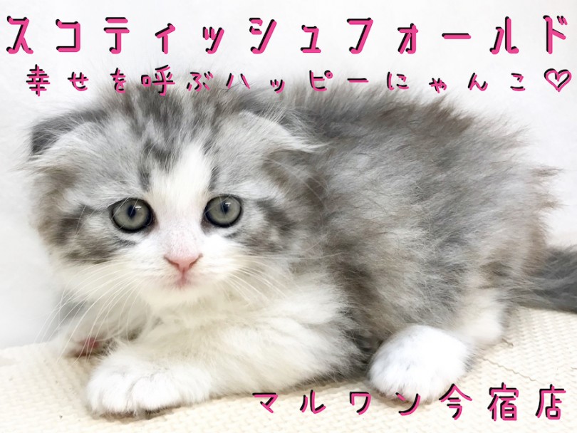 【 スコティッシュフォールド 】幸せを呼ぶ垂れ耳ニャンコ！遊び上手な元気っ子！