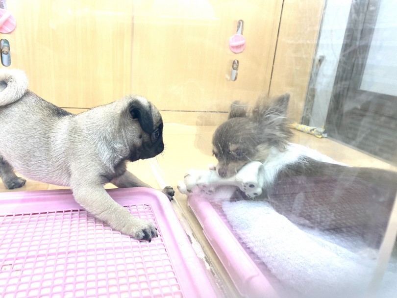 多頭飼いでも安心の性格 | パグ （118402） - 城山店