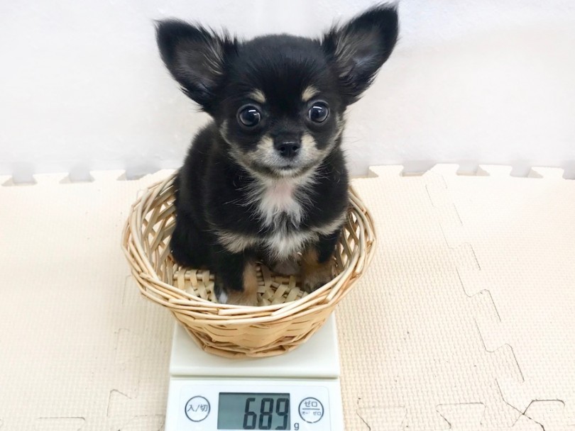 16㎝のカゴにもすっぽり収まってしまうほどのミニマムサイズ | チワワ （120232） - 今宿店