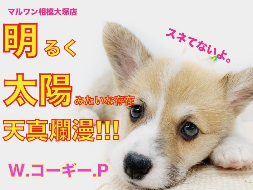 【 コーギー 】明るく、太陽の様な存在！元気と癒しを与えてくれる良きパートナー