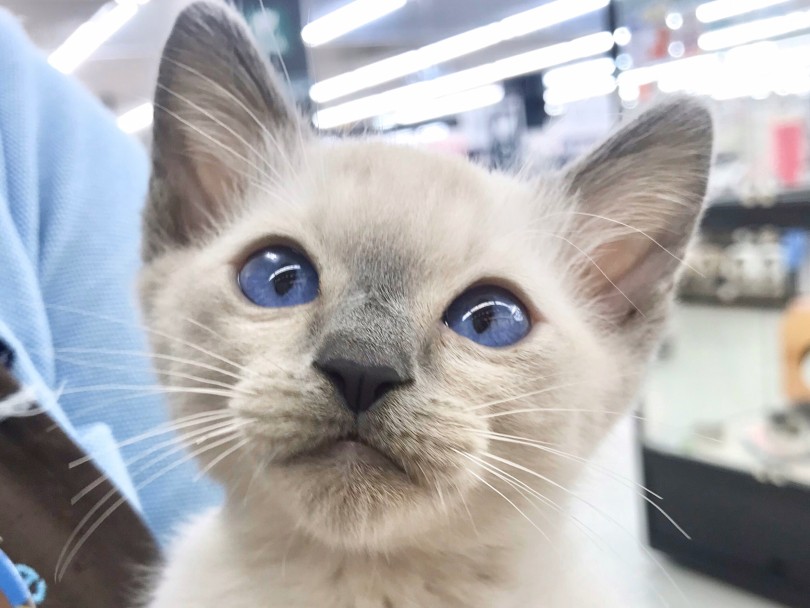 シャム猫とバーミーズの魅力を併せ持つハイブリッドな猫ちゃん | トンキニーズ （914518） - 志村坂下店