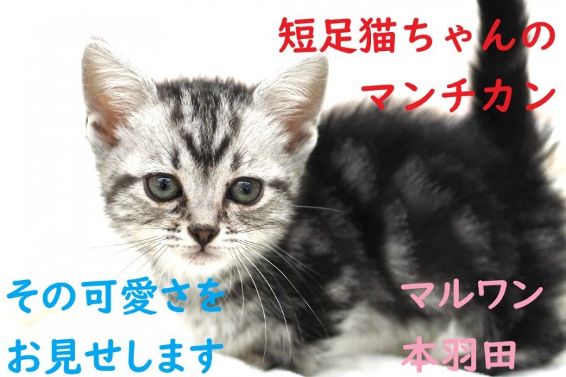 【 マンチカン 】短足猫ちゃんの代名詞！その可愛さをお見せします！
