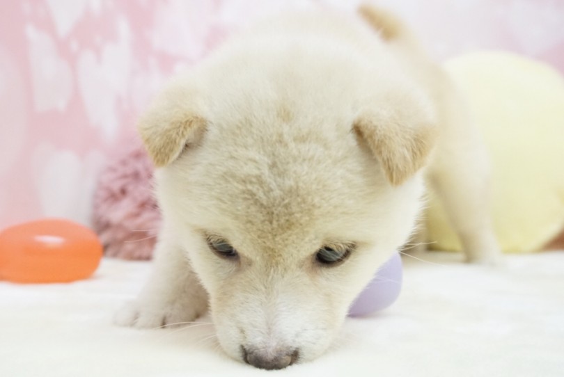 お耳はしっかり立ち上がります! | 柴犬 （6130854） - 大倉山店