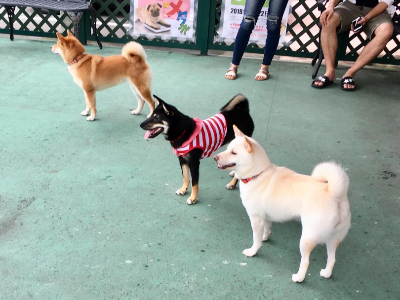「これぞ犬!!!」のシルエット! | 月刊柴犬 - 大倉山店