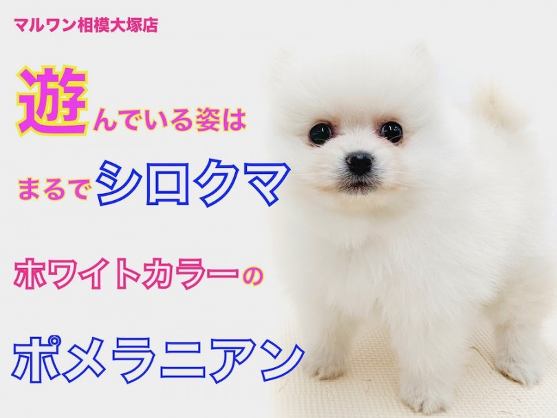 【 ポメラニアン 】シロクマ系ホワイトポメ！カメラを意識したポージングをお披露目