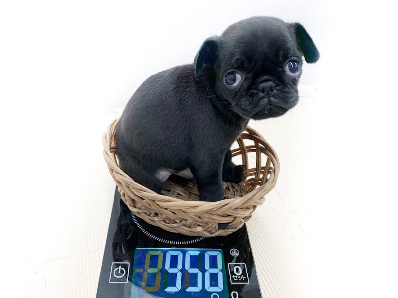 成犬時の体重は7kg前後を予想 | 黒パグ （814567） - 相模大塚店
