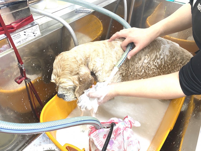 シャンプーでしっかり洗い落とします | アニマルヴェーダハーブパック - 横浜 元町店