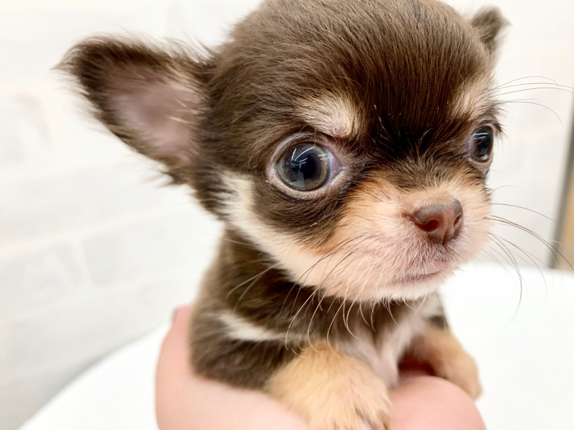 これぞ超小型犬 | チワワ （014292） - 東日暮里店