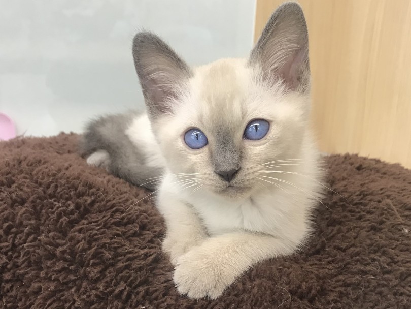 トンキニーズってどんな猫ちゃん？ | トンキニーズ （914518） - 志村坂下店