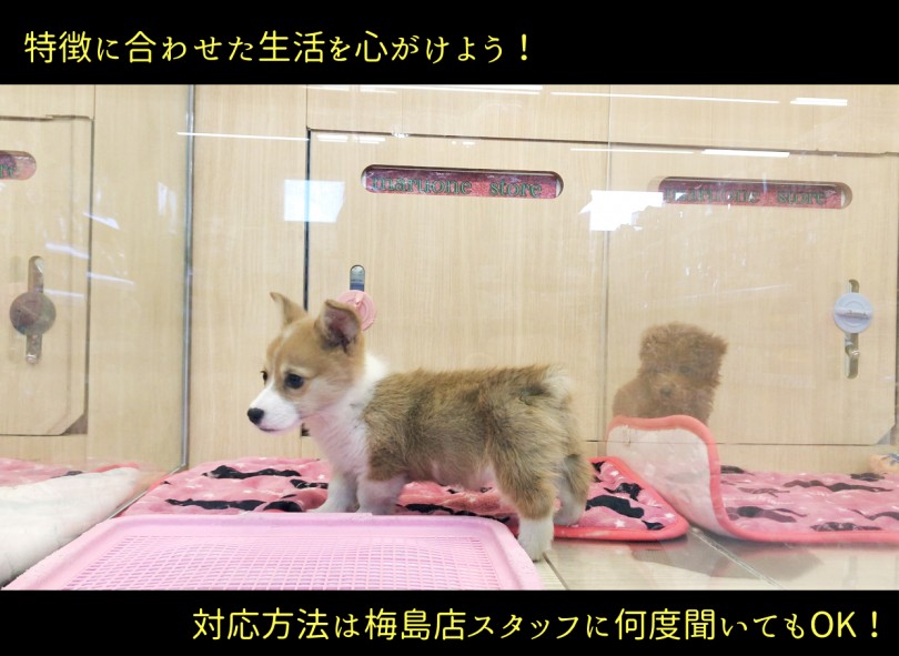 わんこを育てるにはまずその特徴をつかもう！ | ウェルシュコーギーペンブローク （119183） - 梅島店