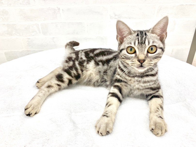 キャットライフならぬ抱っこライフをお送りしたい方は特にお待ちしております！ | アメリカンショートヘア （014274） - 東日暮里店