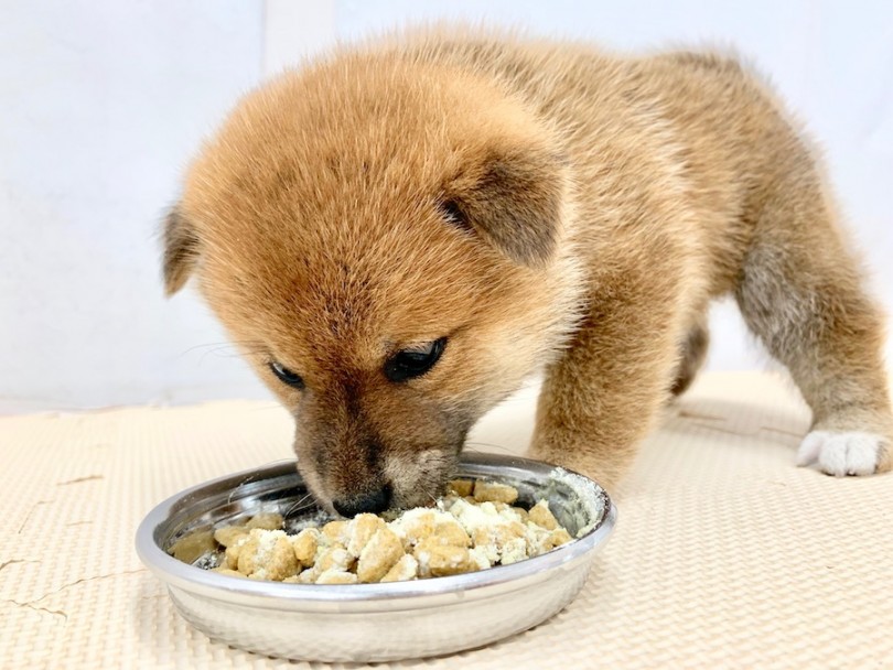 入店後初めてのご飯タイム | 柴犬 （814572） - 相模大塚店
