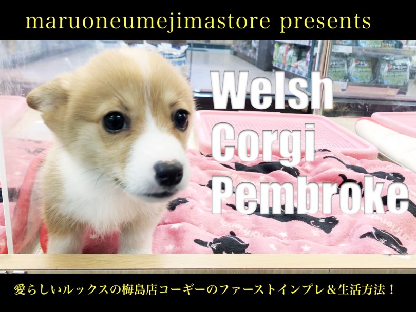 【 コーギー 】愛らしいルックスの梅島店コーギーのファーストインプレ＆生活方法！