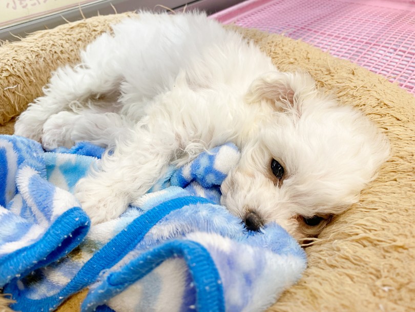 ワンちゃんとの生活が初めてのお客様でも安心 | ビションフリーゼ （116381） - 下丸子店