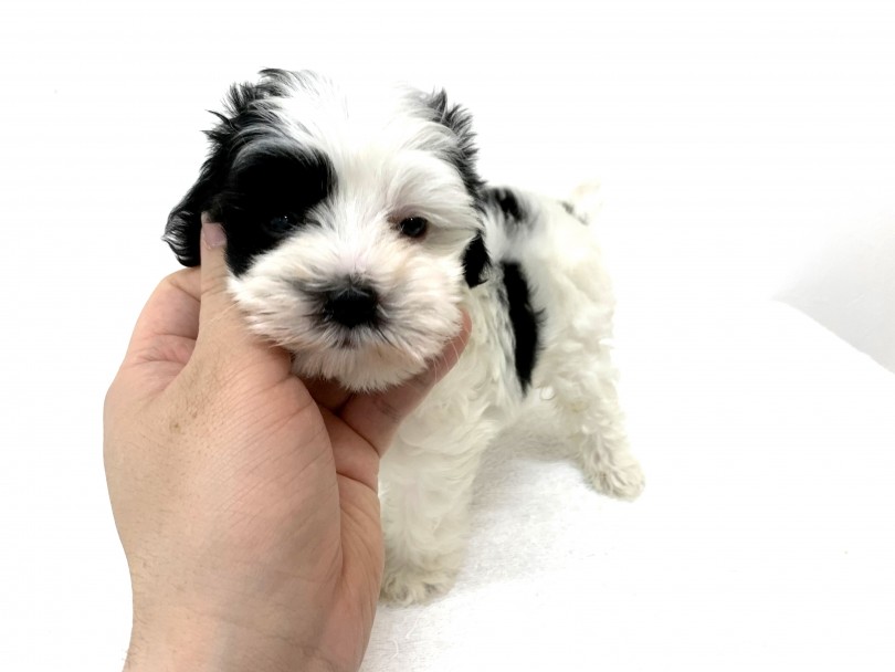 実は知られざる飼いやすい犬種。キーワードは「褒めて伸ばす」 | チャイクレ （140309） - 横浜 元町店