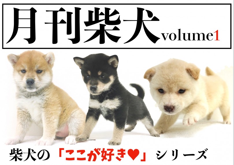 【 月刊柴犬 創刊号 】大倉山店柴犬マニアが思う柴犬のここが好きシリーズローンチ！