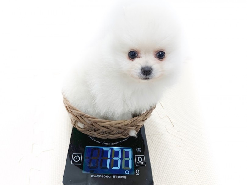 生後50日での体重は737g | ポメラニアン （814570） - 相模大塚店