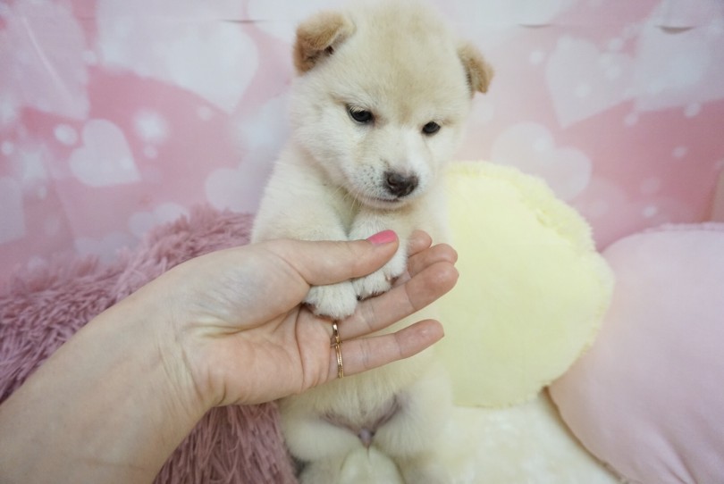 柴犬は毎日手を触ってトレーニング | 柴犬 （6130854） - 大倉山店