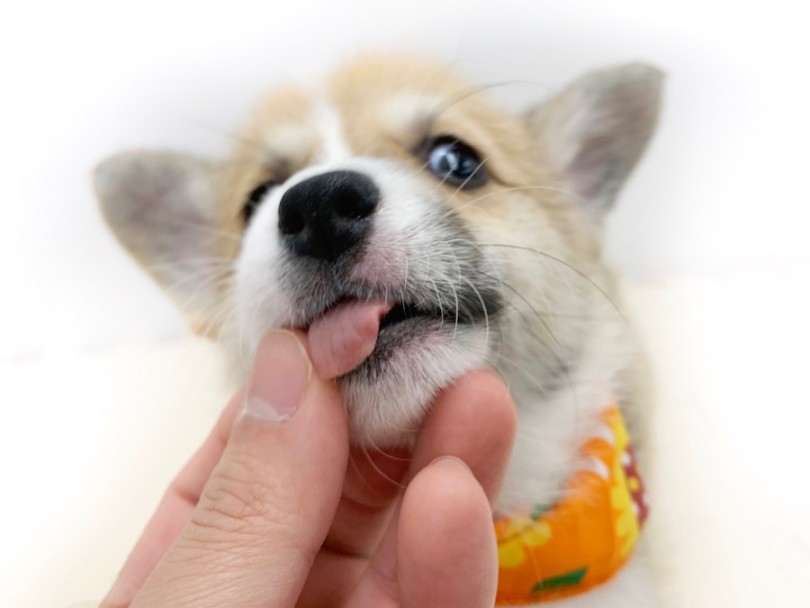 お家に中が今の何倍も明るくなる存在です | ウェルシュコーギーペンブローク （814568） - 相模大塚店