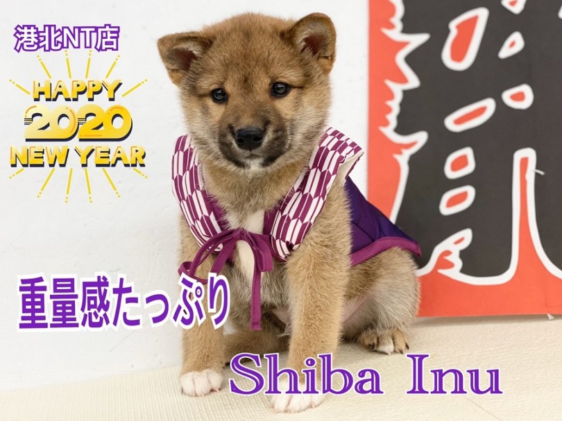 【 柴犬 】重厚感あふれるむっちりボディ♪性格は超マイペース！