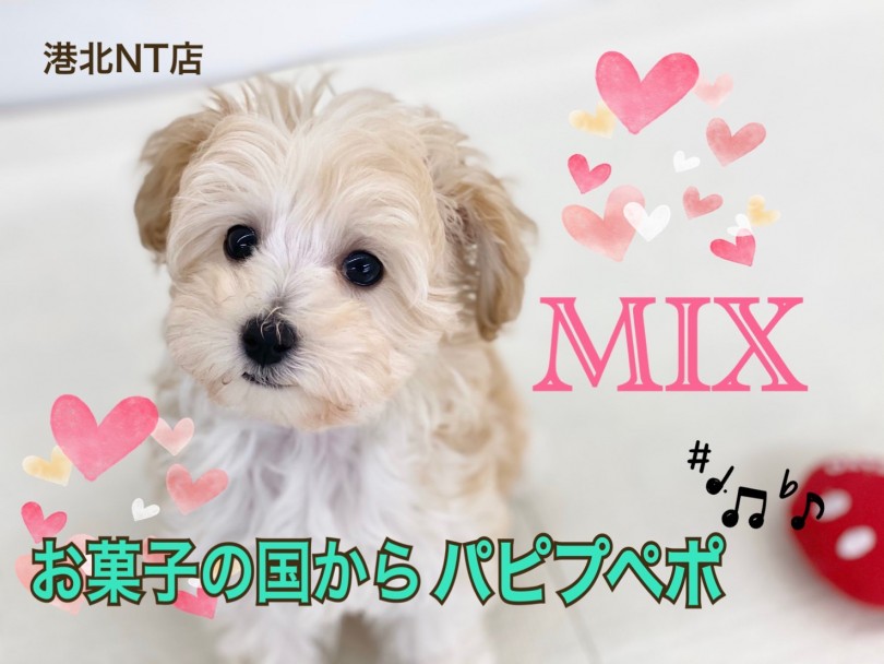 【 MIX 】初登場！メレンゲクッキーのような毛色が可愛いパピプー！