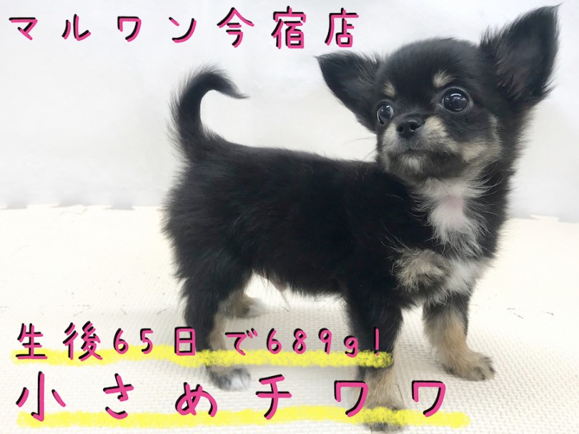 【 チワワ 】目力バツグンのおっとりBOY！お迎え時の3つのポイントもご紹介！