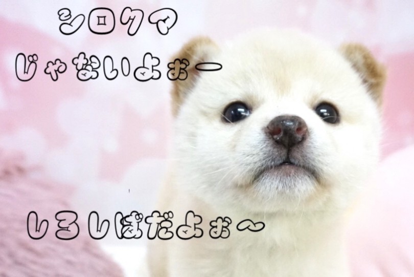 シロクマ似の白柴ちゃん | 柴犬 （6130854） - 大倉山店